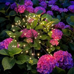 solar paardenbloem impressie hortensia solar paardenbloem impressie hortensia